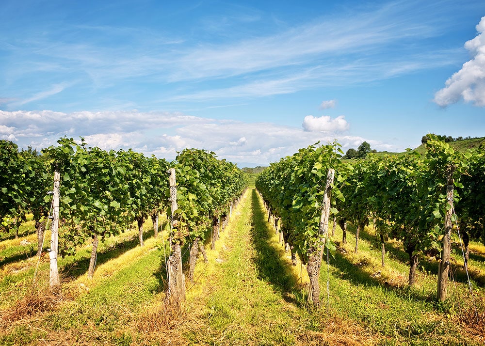 Wineries and Vineyards in Quogue